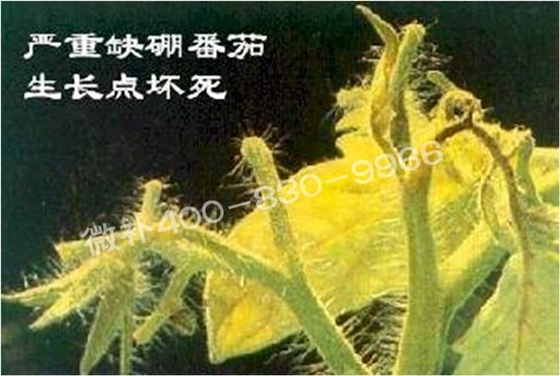 莖尖枯死，到底是缺硼還是缺鈣？
