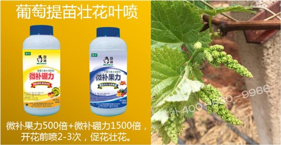 葡萄萌芽期如何預(yù)防倒春寒？
