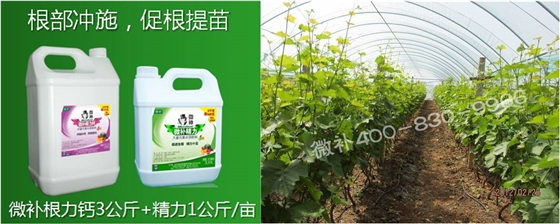 葡萄萌芽期如何預(yù)防倒春寒？