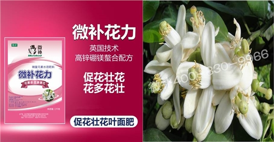 蜜柚促花壯花除了補磷還需要補硼鋅？