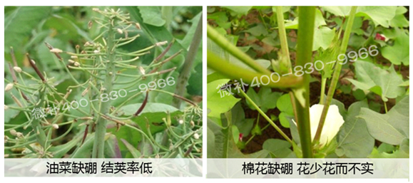 春季作物為什么需要大量用硼肥？