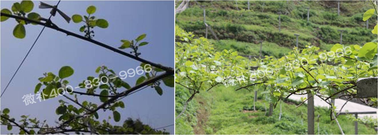 獼猴桃萌芽期如何施肥，才能促進(jìn)萌芽齊、萌芽壯？