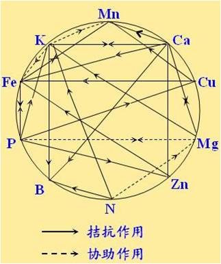 原料型鉀肥和鎂肥為什么會發(fā)生拮抗？