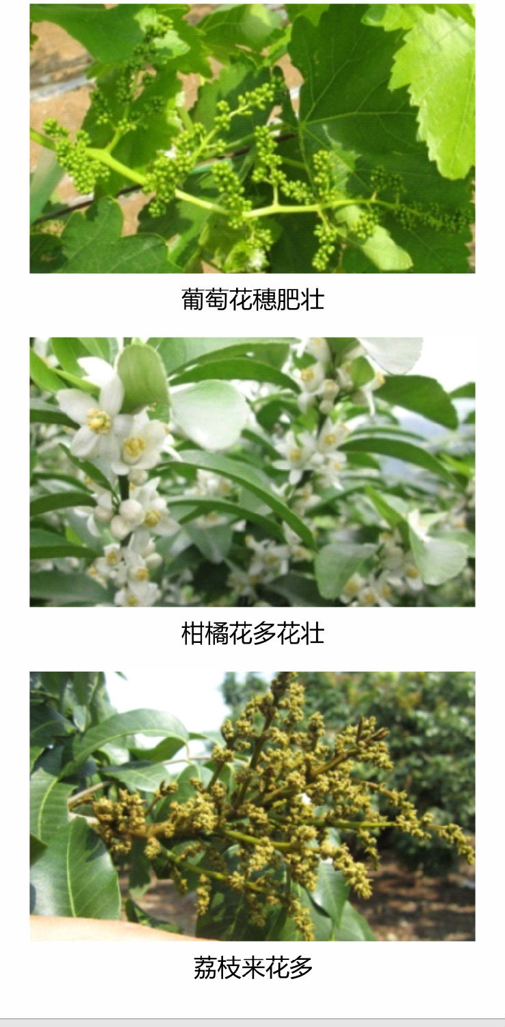 因迪樂有機促花素手機_04.jpg