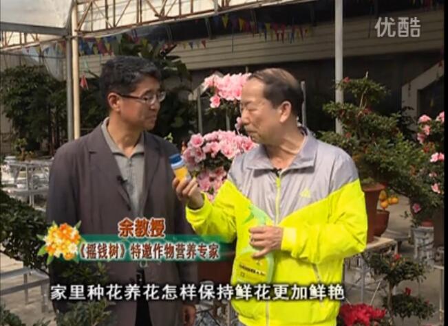 20160118珠江臺(tái)搖錢樹：家庭花卉用綠夫人600度鮮花營養(yǎng)液，花開鮮艷、花期長