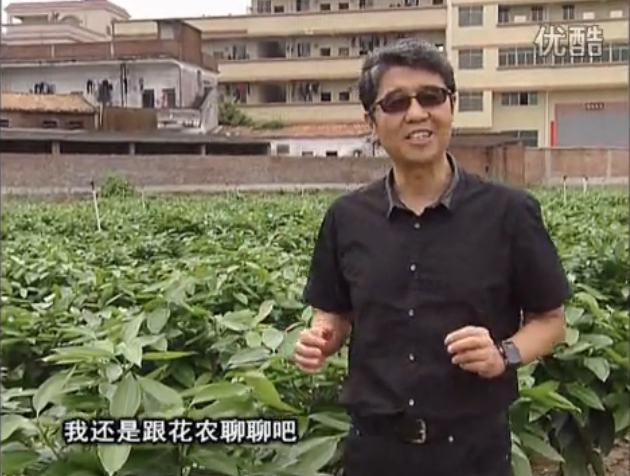 20160606珠江臺(tái)搖錢樹：觀葉植物用微補(bǔ)方案，壯根提長、保葉抗病好！