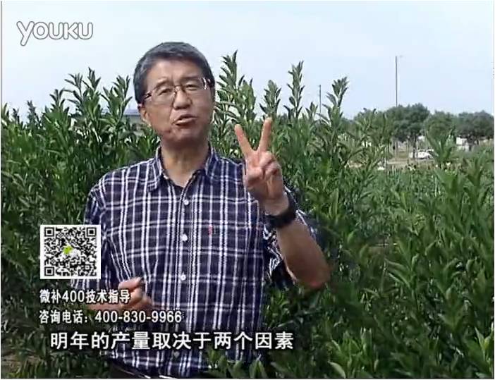 20161205珠江臺(tái)搖錢樹：柑橘噴施微補(bǔ)花力+碧力、下因迪樂有機(jī)肥，促花恢復(fù)長勢好