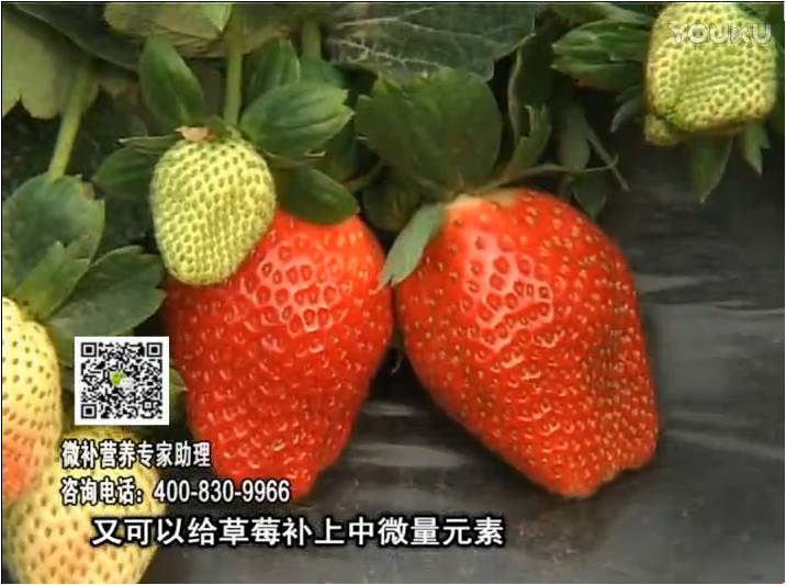 20170123珠江臺搖錢樹：草莓用微補方案，促根苗壯、開花坐果好