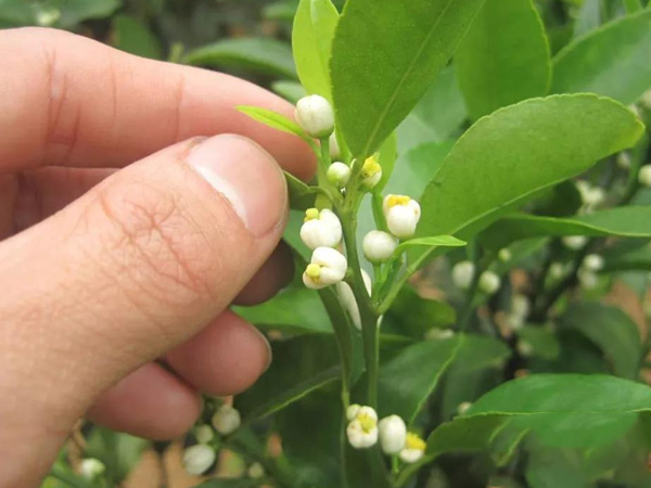 沃柑茂谷柑來(lái)花多要疏花，促花工作就不做了，小心花多不壯